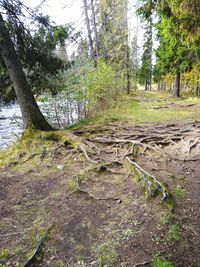 Trees growing in forest