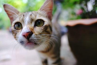 Close-up portrait of a cat