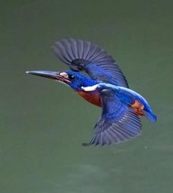bird