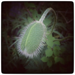 Close-up of plant