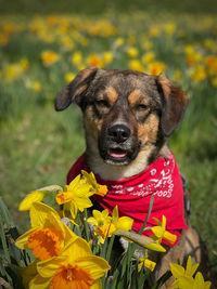 Portrait of a dog on field