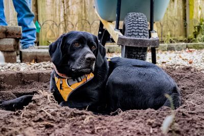 Close-up of black dog sitting outdoors