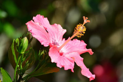 Close-up of pink hibiscus flower