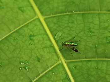 High angle view of fly on leaf