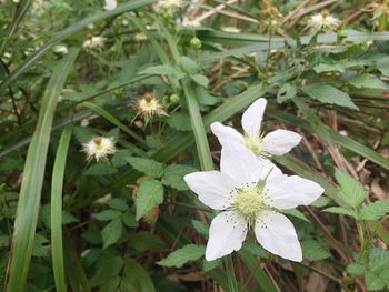 Close-up of white flowers