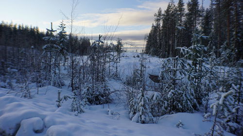 Trees on snow covered field against sky