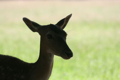 Close-up of deer