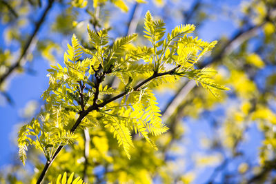 Close-up of yellow flowering plant