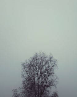 Low angle view of bare trees against sky