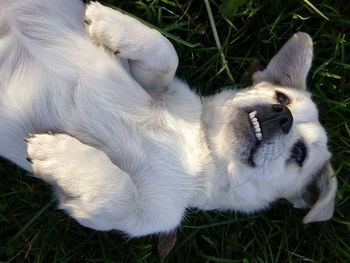 High angle view of dog relaxing on lawn