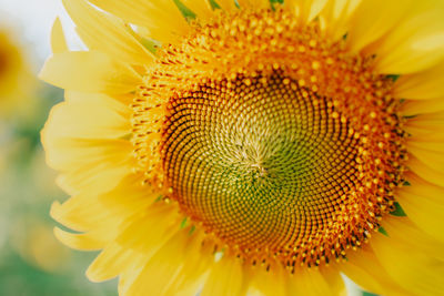 Close-up of yellow flower