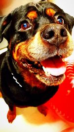 Close-up portrait of a dog