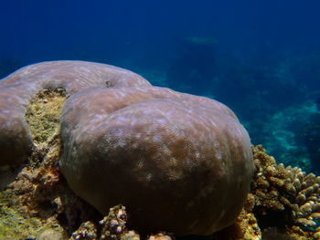Close-up of duck swimming in sea