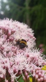 Close-up of bee pollinating on fresh pink flower