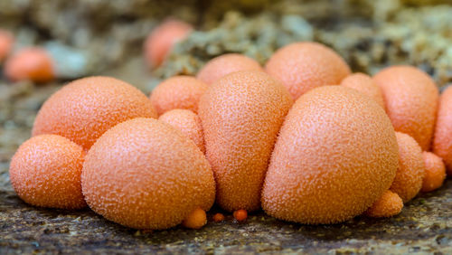 A group of slime molds, lycogala epidendrum