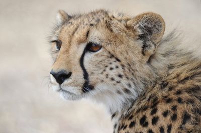 Close-up of a cat looking away