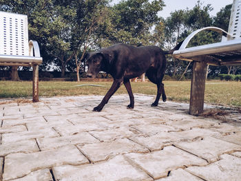 Side view of horse standing on field