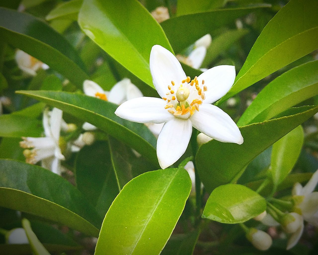 leaf, flower, petal, growth, nature, freshness, beauty in nature, fragility, flower head, plant, day, outdoors, green color, blooming, close-up, no people, frangipani