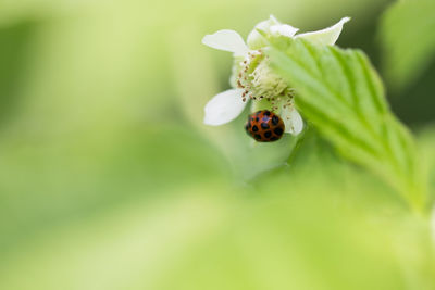 Close-up of ladybug on leaf