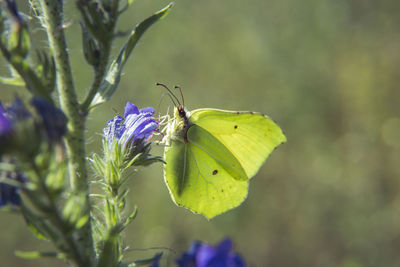 Close-up of butterfly pollinating on purple flower