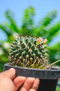 Cropped hand holding plant