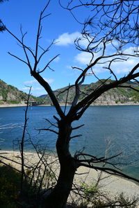Bare tree by sea against sky