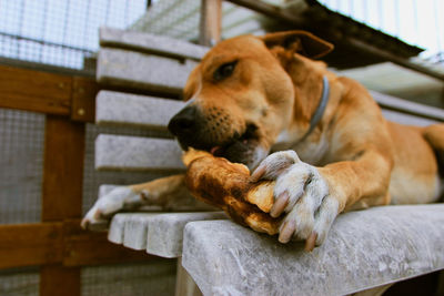 Dog eats a bone lying on a bench