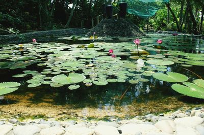 Flowers floating on water