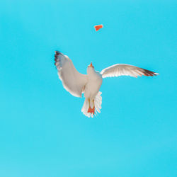 Low angle view of bird flying against blue sky