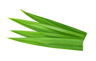 Close-up of green leaf against white background