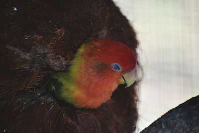 Close-up of a bird