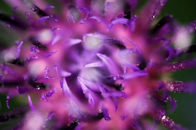 Macro shot of purple flowering plant