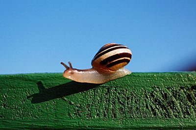 Close-up of snail on grass