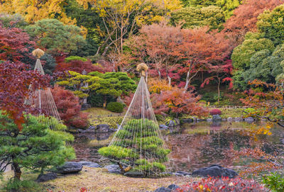 Japanese garden's pine trees protected by a winter umbrella with a red and yellow maple momiji