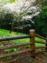 Trees growing outdoors