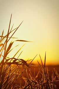 Close-up of plants at sunset