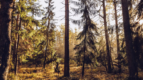 Pine trees in forest against sky