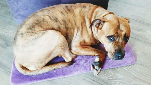 Portrait of a dog resting