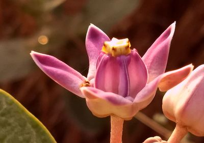 Close-up of flowers blooming outdoors