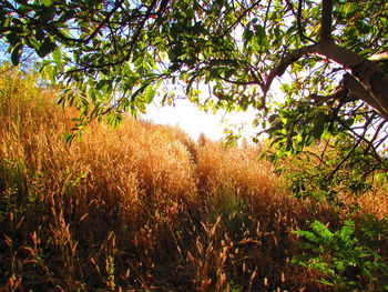 Trees in forest