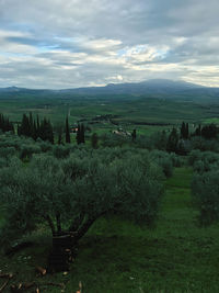 Scenic view of agricultural field against sky