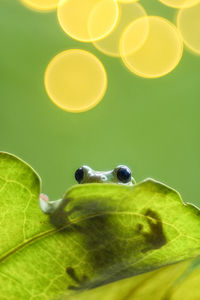 Close-up of insect on leaves