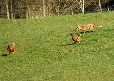 Fox running towards chickens on field