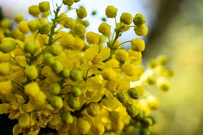 Close-up of yellow flowering plant