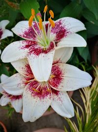 Close-up of flower blooming outdoors