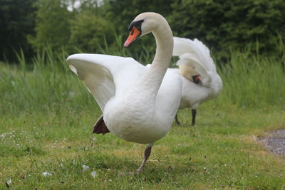 Swan in a field