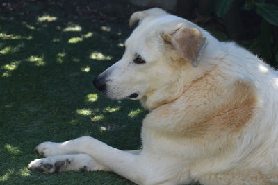 Close-up of dog looking away