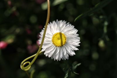 Close-up of white daisy