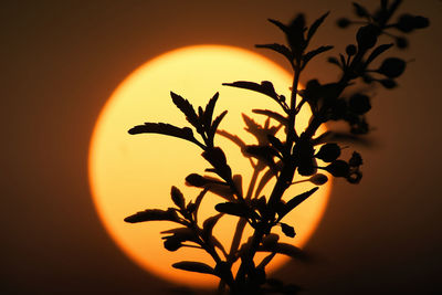 Close-up of silhouette plant against orange sky