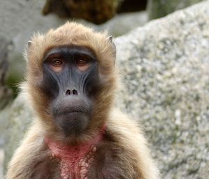 Portrait of monkey